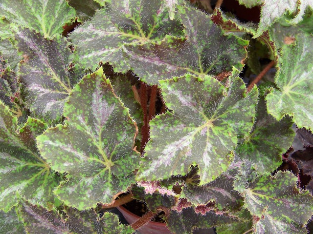 B. ‘Jim Jaeger’